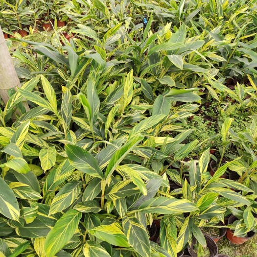 成都花叶良姜地苗，花叶良姜杯苗出售，花叶良姜基地供应