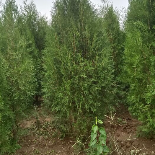 赞皇县侧柏