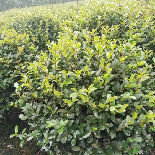 成都茶梅工程苗子出售，茶梅球茶梅柱子茶梅地苗茶梅杯苗