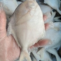 银鲳鱼平鱼！深海水鱼！鲜度好不破肚不脱皮