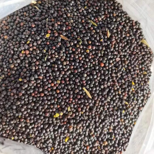乾县油菜籽