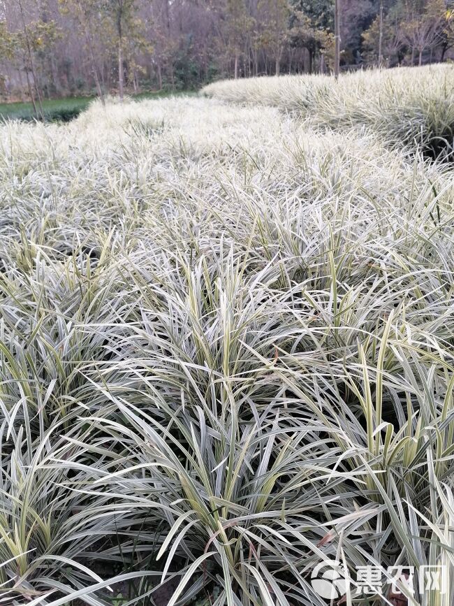 银边草批发，吉祥草基地，沿阶草供应