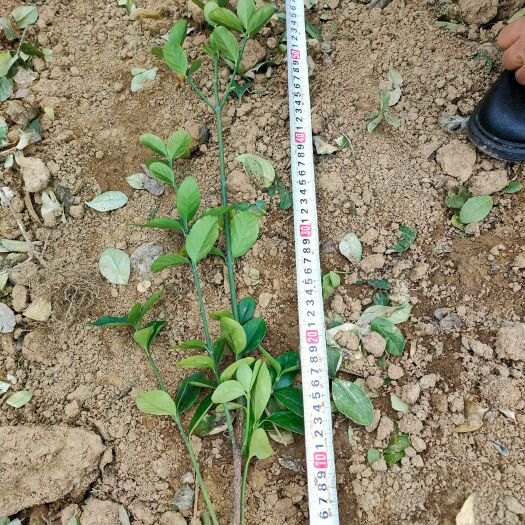 长沙大叶黄杨苗高30/35cm