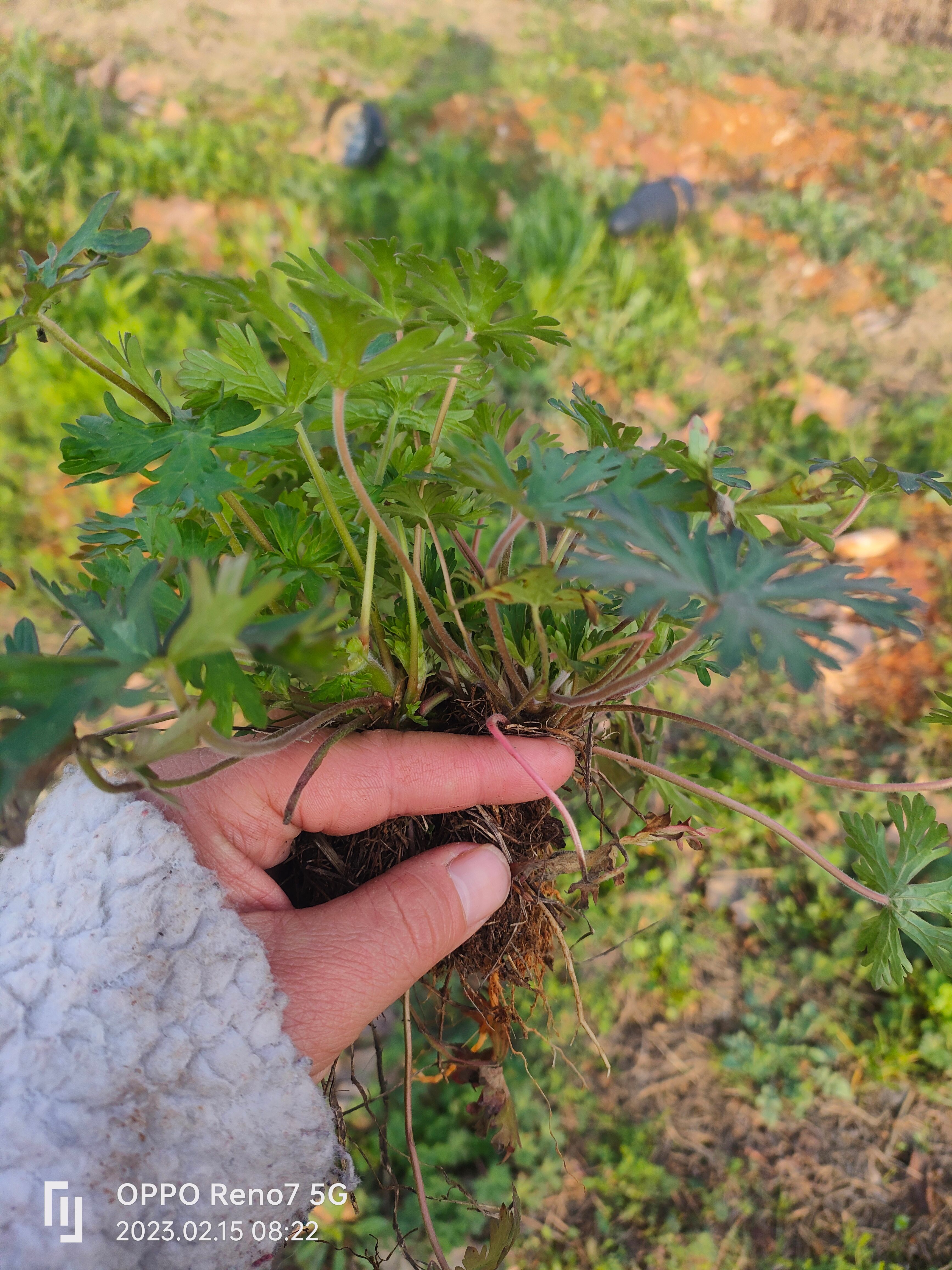 新鲜老鹳草苗批发价干货鲜货