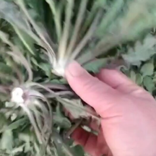 虞城县自产自销一条龙生产，质量有保证，速冻和新鲜荠菜应有尽有