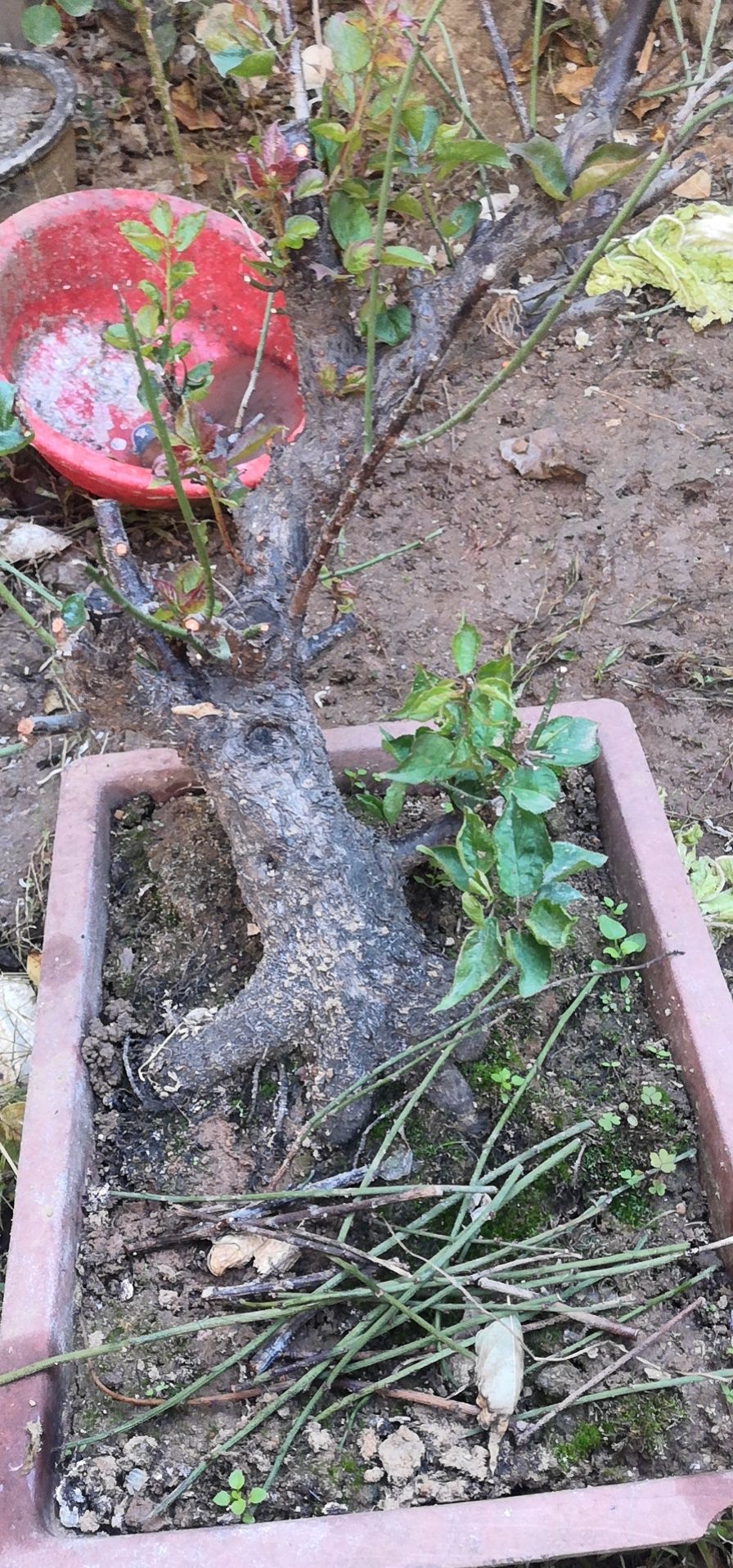 梅花树苗基地乌梅树苗盆景量大包邮