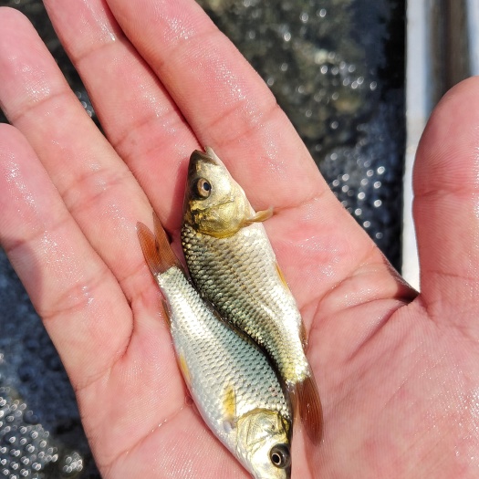 南宁通威健鲤鱼苗 鲤鱼苗 大小规格齐全 快大型良种鱼苗