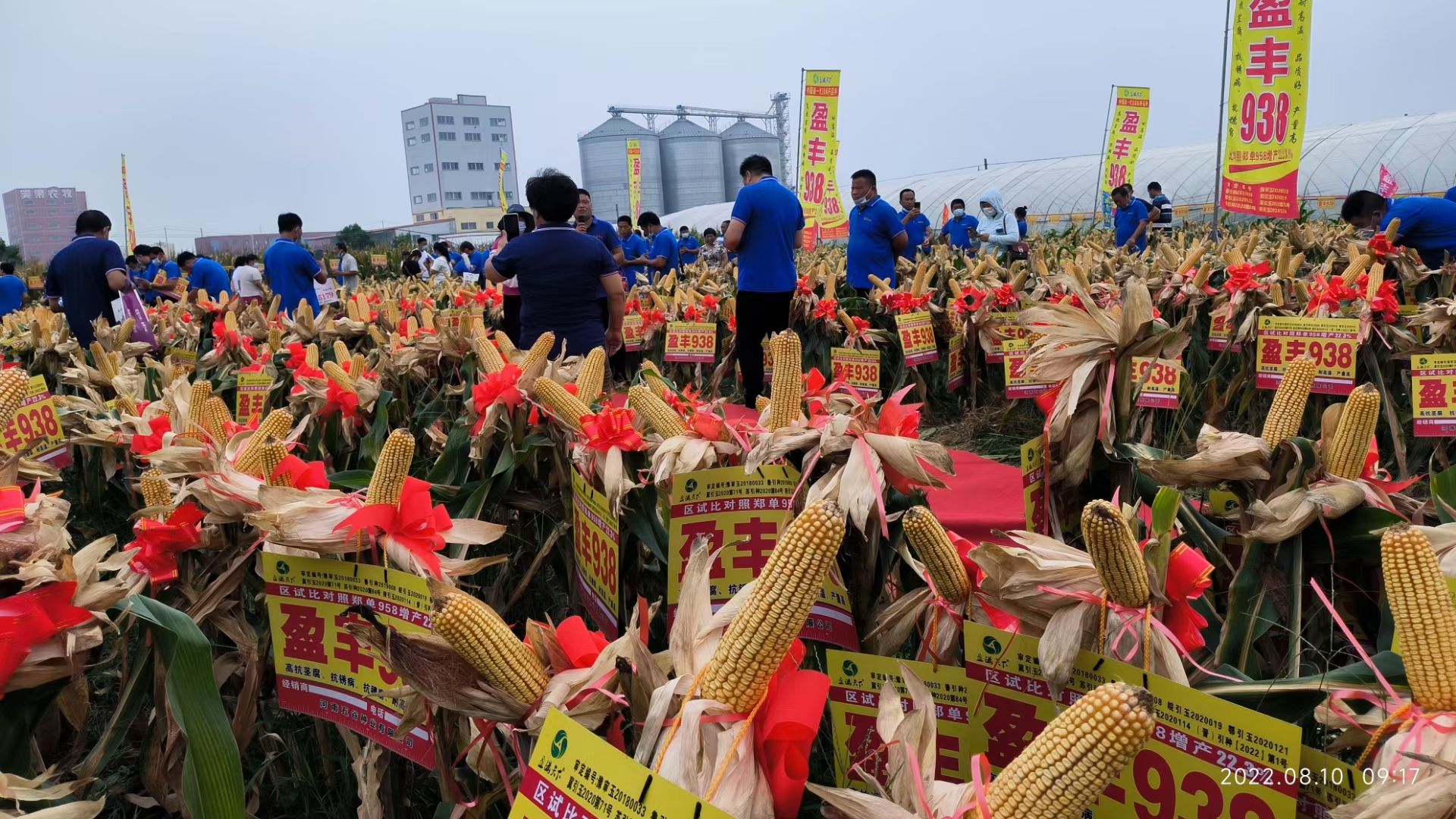 盈丰938黄金粮玉米种，耐高温不花粒大棒抗倒米质好稀稠都能种