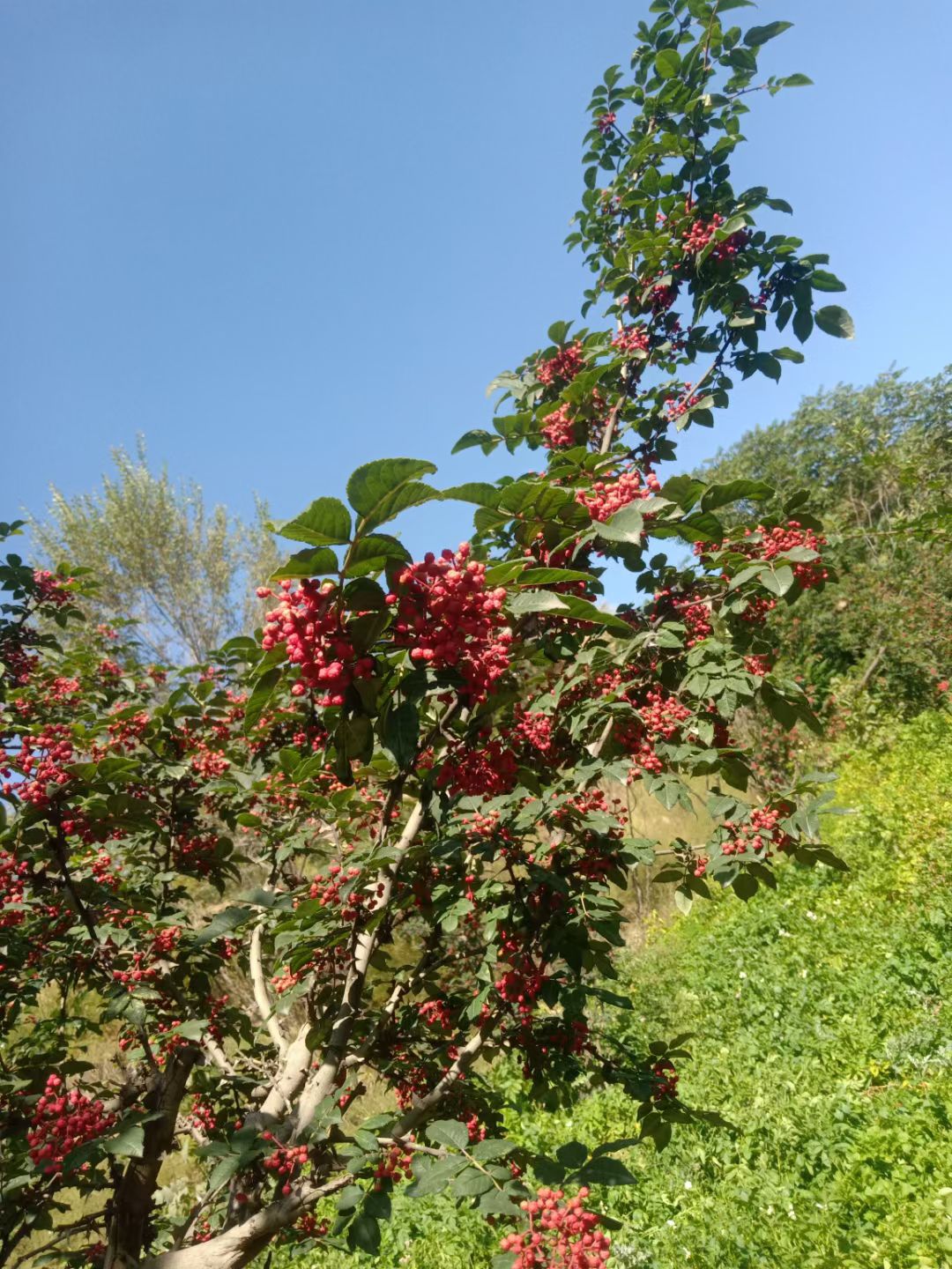 农家自种鲜花椒，色面红，味麻辣心黑叶子麻等特点，