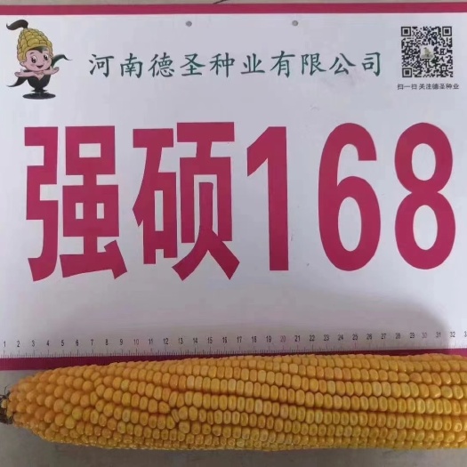 强硕168 三棒一米长  产量更疯狂