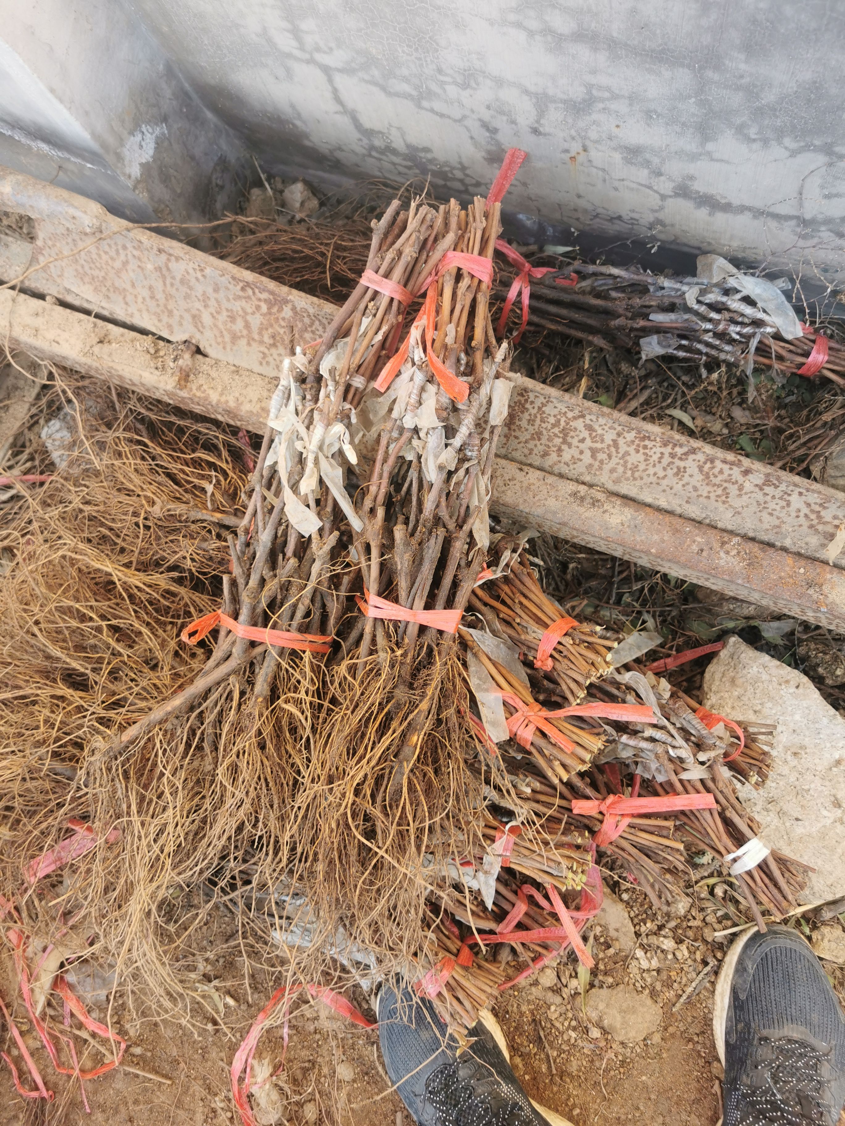 新品种妮娜皇后葡萄苗  天然无核  省工高产