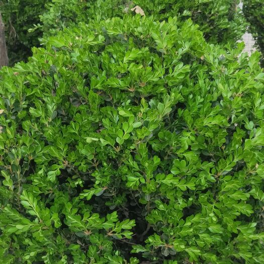 瓜子黄杨球  瓜子黄杨球种植销售  云南瓜子黄杨球