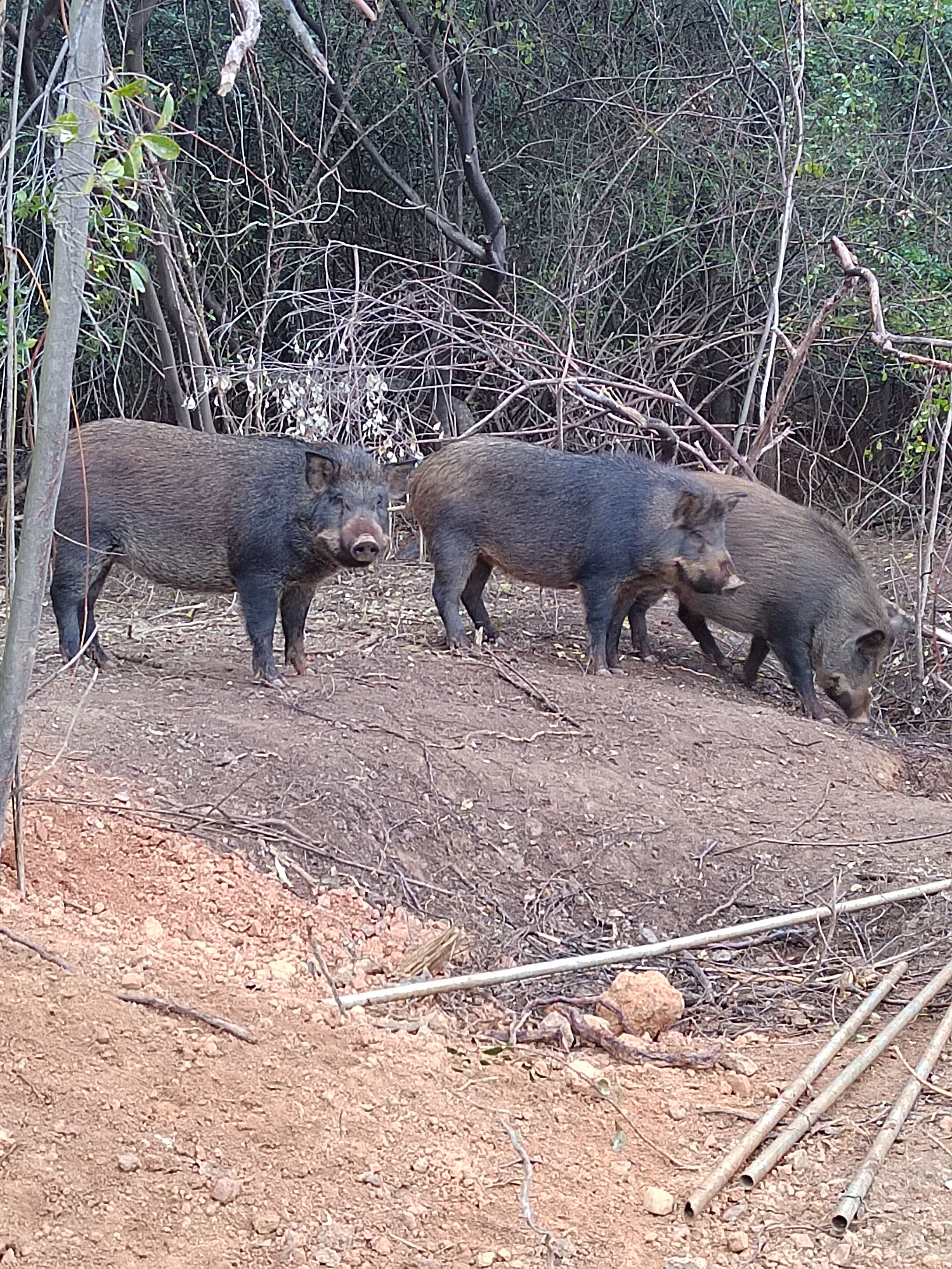 纯粮放养跑山猪肉