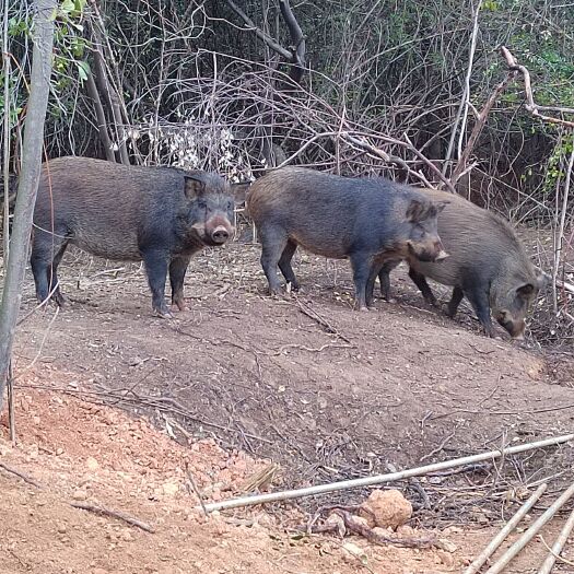 吉安县纯粮放养跑山猪肉