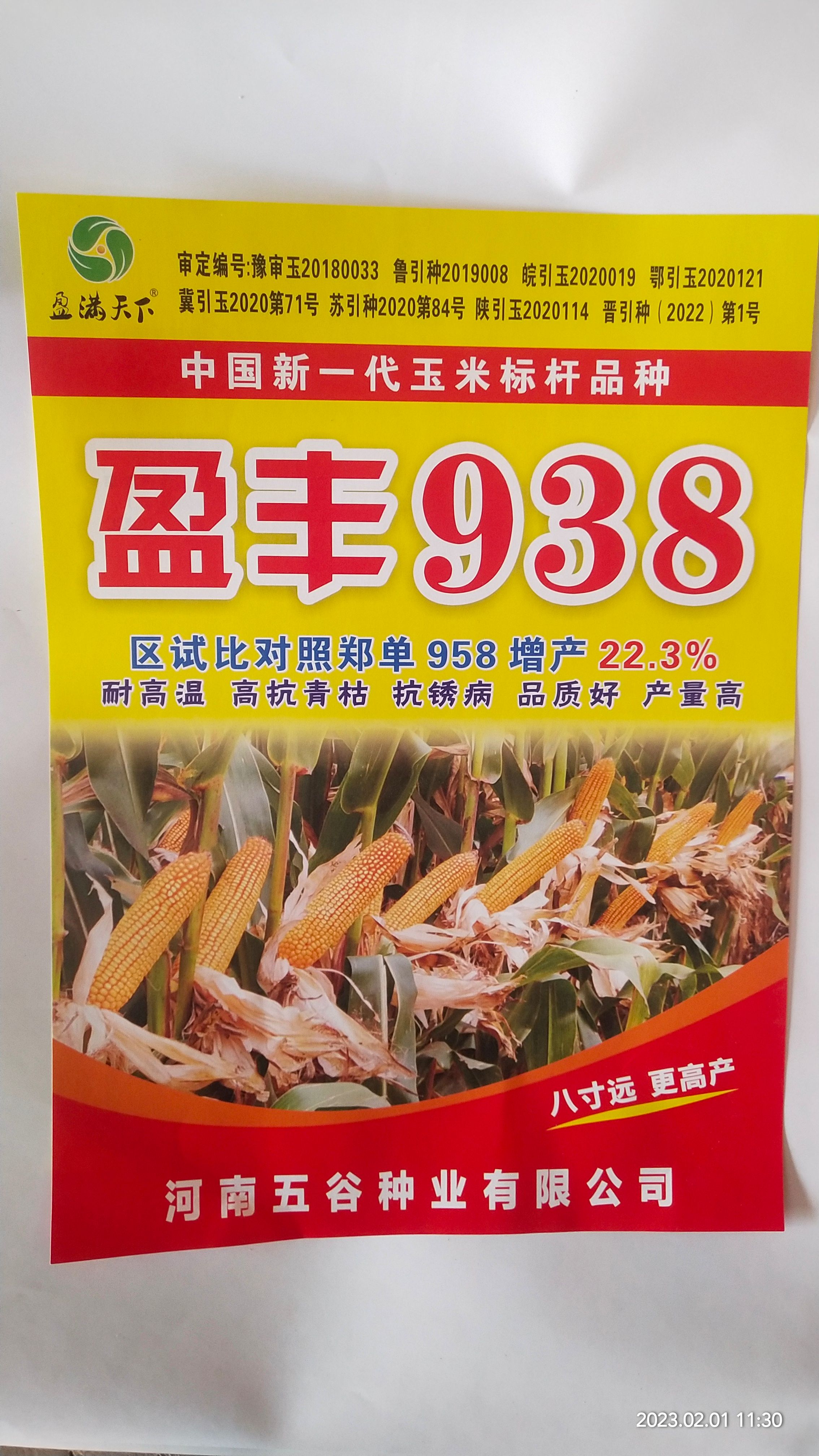 盈丰938黄金粮玉米种，耐高温不花粒大棒抗倒米质好稀稠都能种