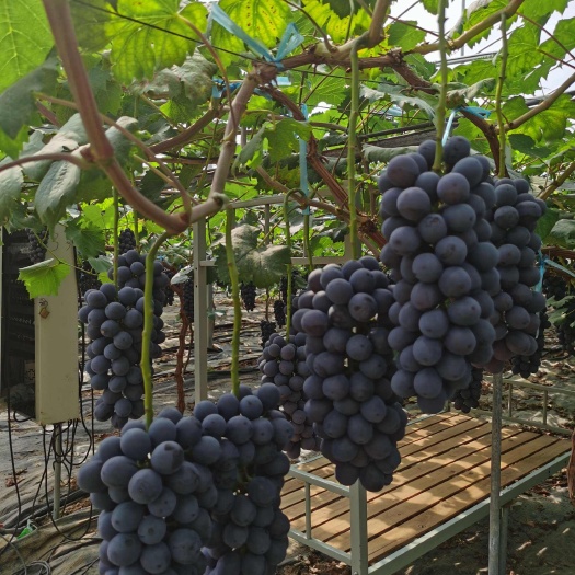昌黎县早熟品种  南太湖特早葡萄苗   成熟早  好管理