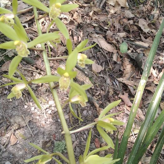 沅陵县蕙兰青干青花资源草