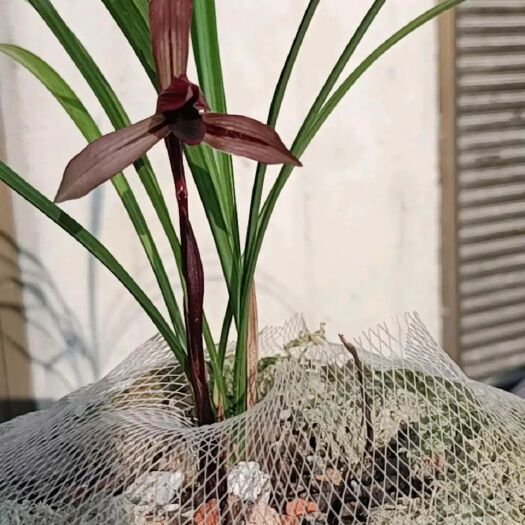 沅陵县春兰资源草