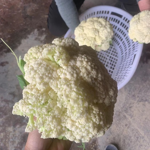 仙游县花菜