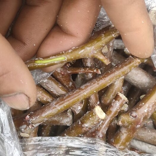 滨州沾化冬枣2号接穗  沾化冬枣潘枣2号接穗   沾化潘枣接穗，