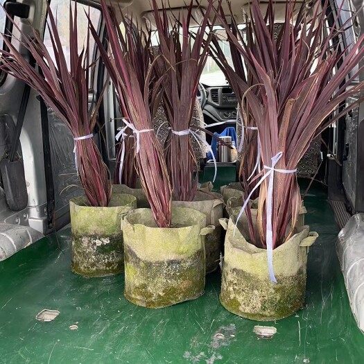 都江堰市澳洲朱蕉
