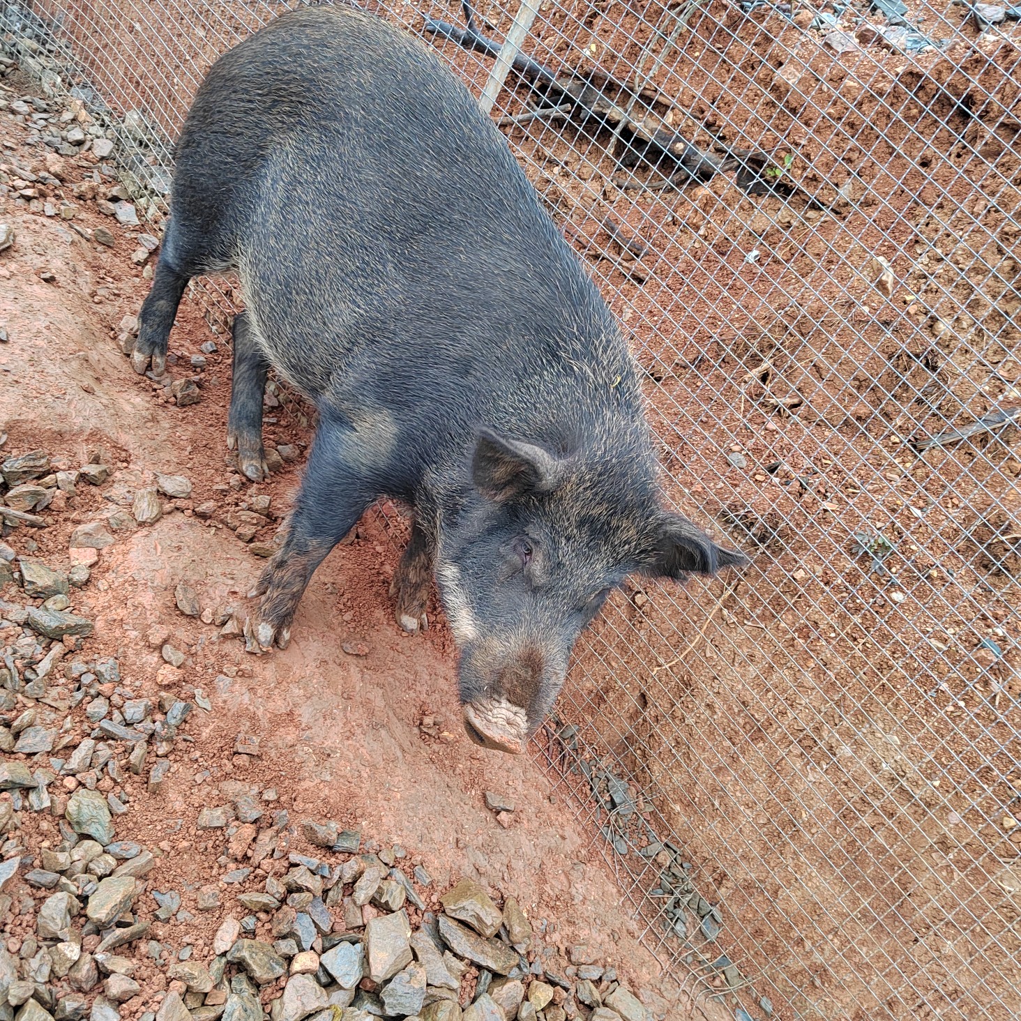 纯粮放养跑山猪肉