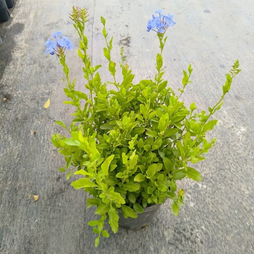 都江堰市蓝雪花