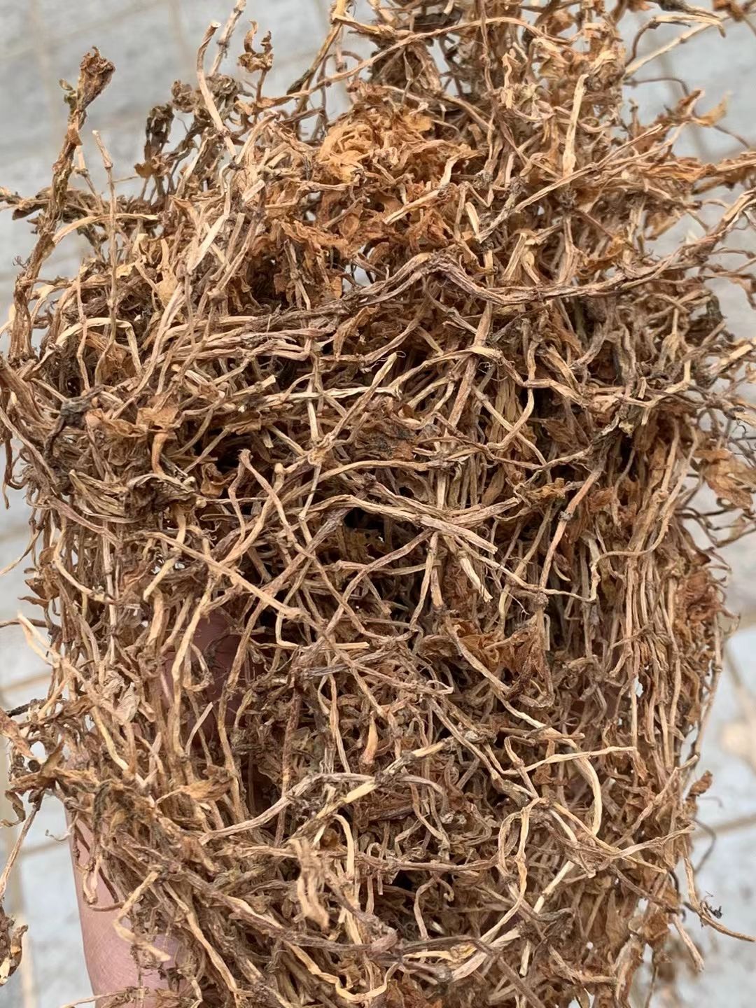 长期供应｛垂盆草｝可批量可零售量大从优【包邮】