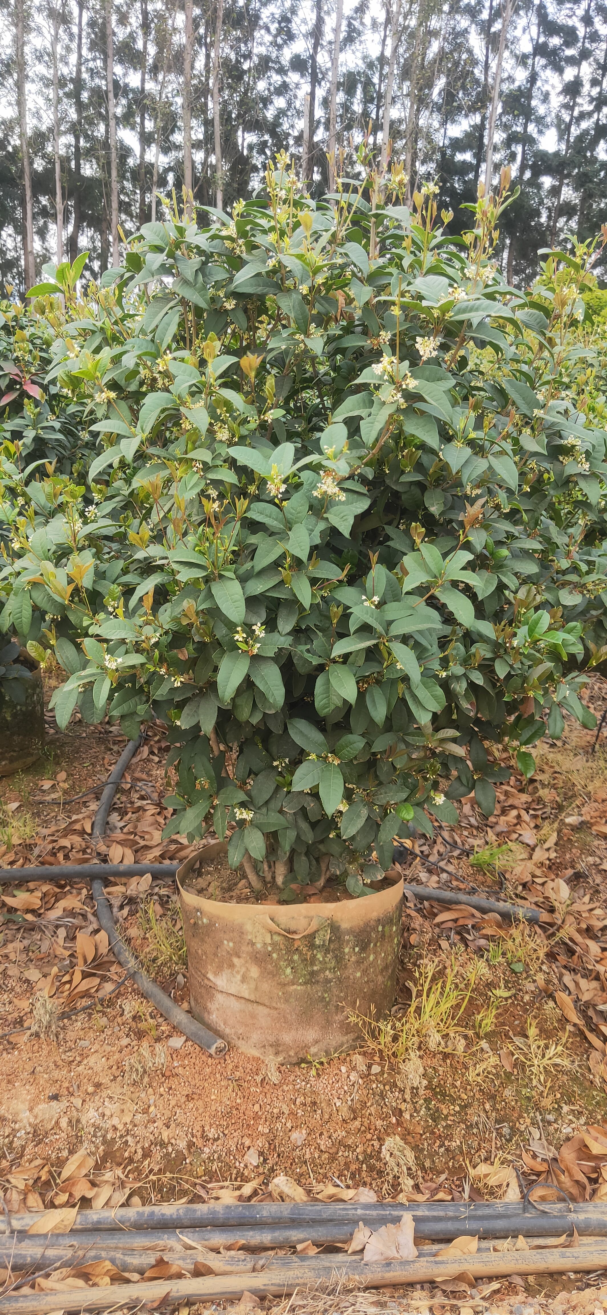 四季桂  云南四季桂  四季桂种植销售