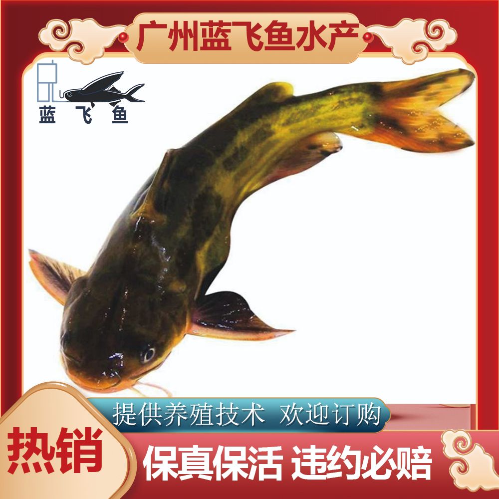 【优质精选】黄颡鱼苗  黄骨鱼苗 杂交黄骨鱼苗