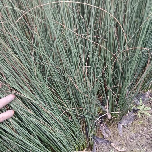 都江堰市灯芯草