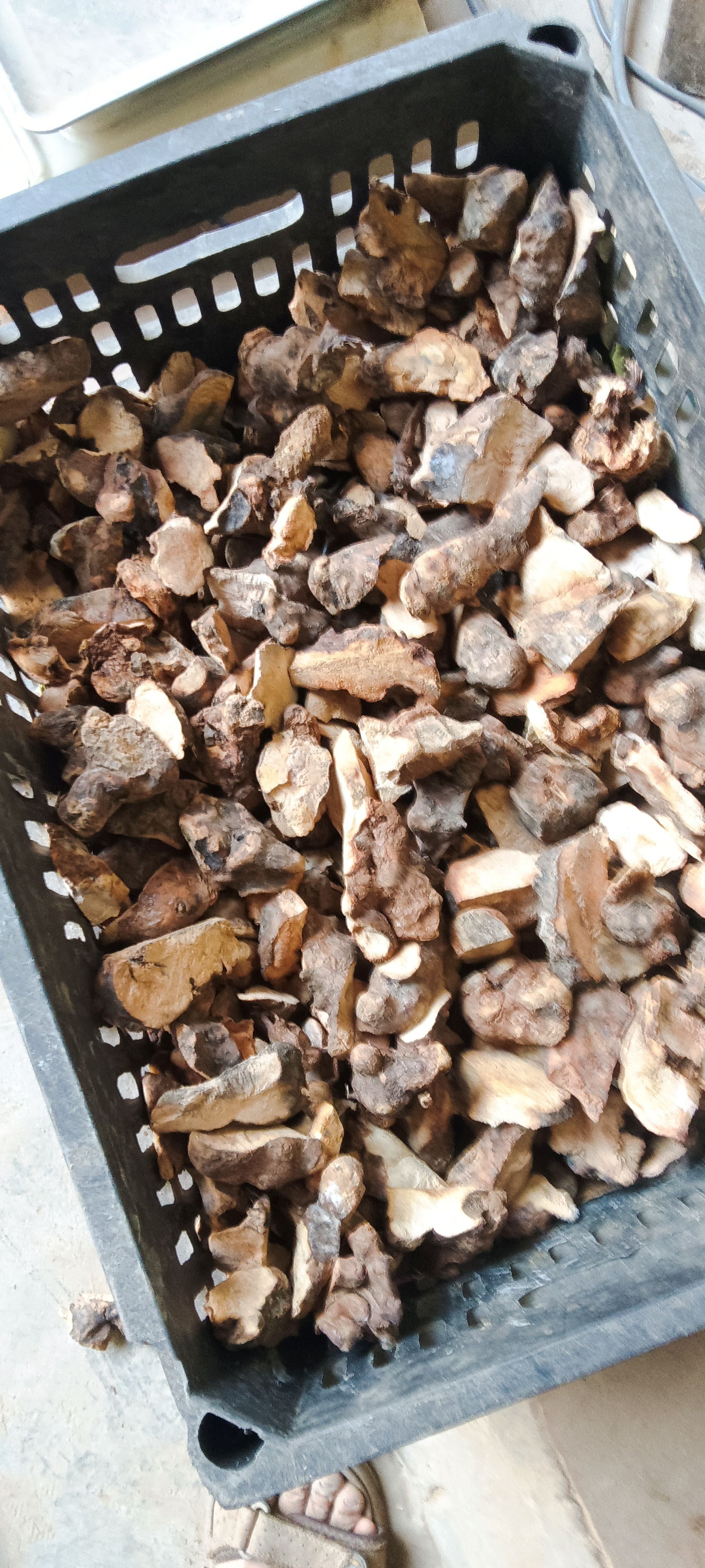 广东本地全干土伏苓干片干净无泥