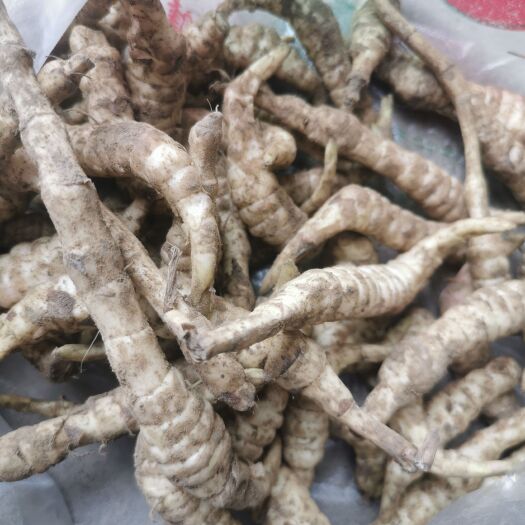 安陆市地参鲜品产地批发，一手货源，质量保证，量大从优，生态种植