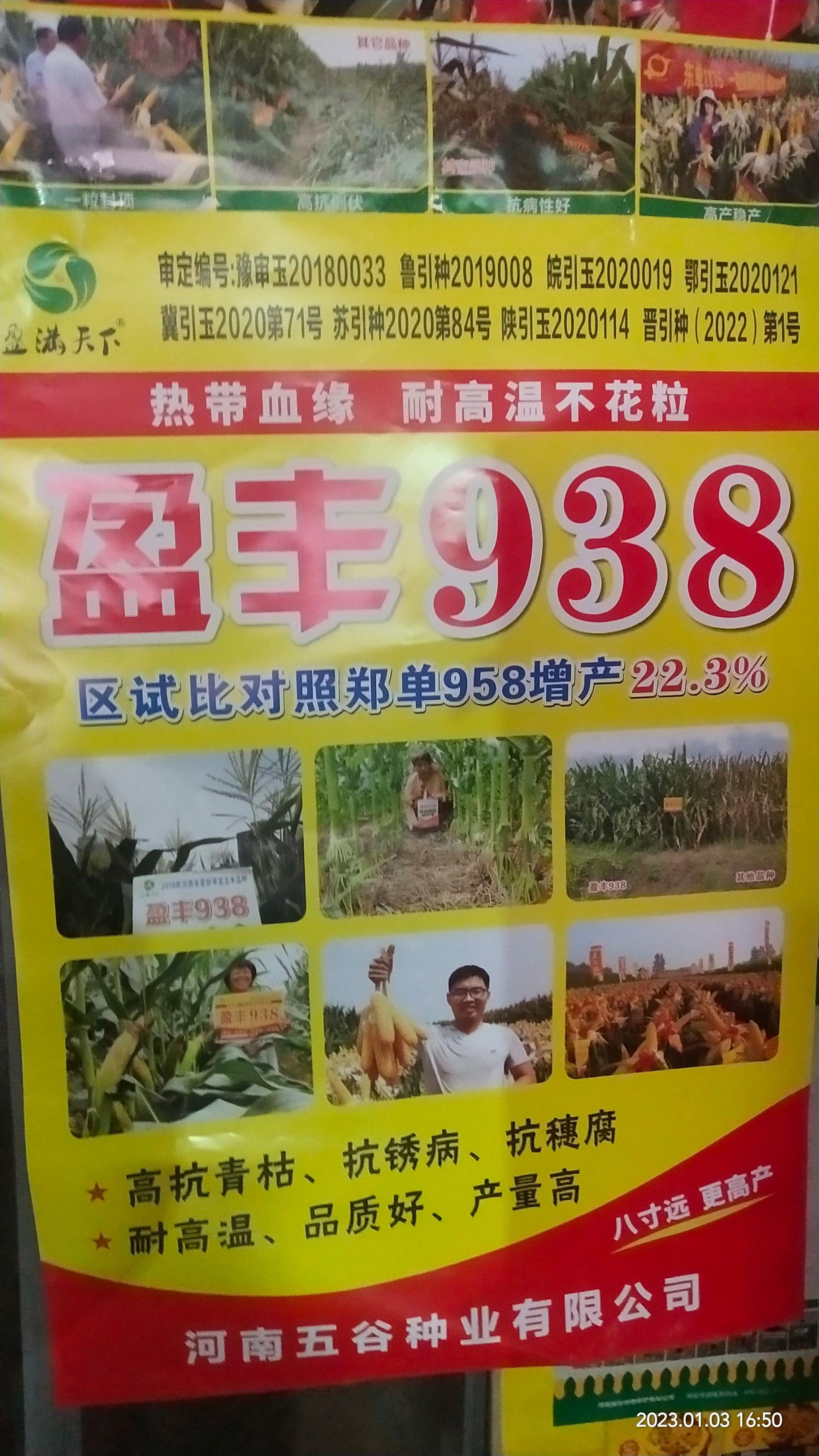 盈丰938黄金粮玉米种，耐高温不花粒大棒抗倒米质好稀稠都能种