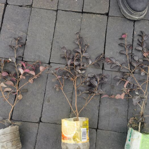 成都红继木