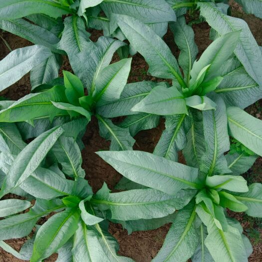 高州市大量供应油麦菜苗