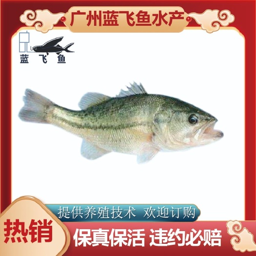 广州【优质精选】鲈鱼苗 加州鲈鱼苗  优鲈 技术指导