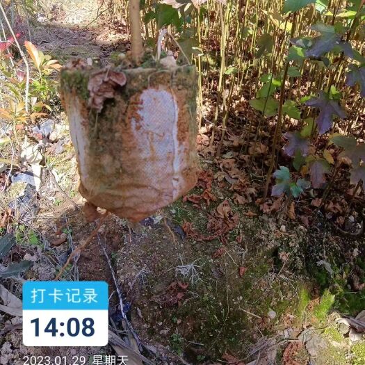 清流县枫香无纺布袋苗