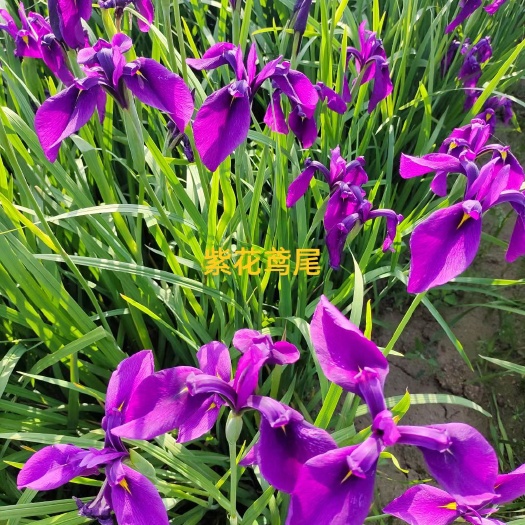 紫花鸢尾
