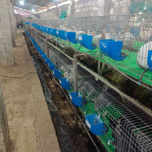 罗城县养殖兔子基地大量肉兔批发零售