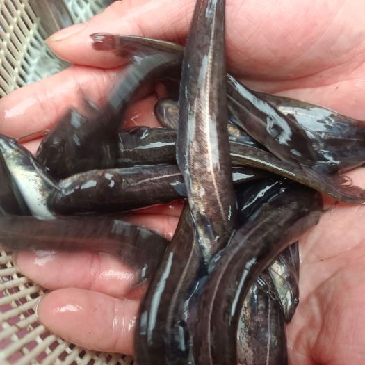 南宁大口鲶鱼苗，南方大口鲶鱼苗，可训料。