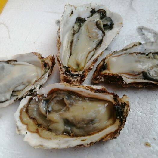 佛山 三倍体生蚝 豆豆4 生蚝 乳山生蚝 薄壳实肉 口感脆甜 