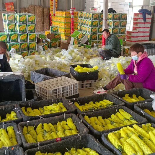 寿光市羊角蜜甜瓜高温大棚已上市博洋九甜瓜，春节后大量上市