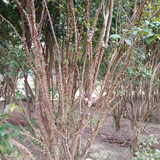 天等县八年地栽嘉宝大树，树径8到十几公分粗，高在两米五到三米五左右
