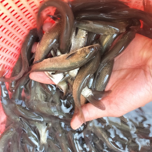 广州正宗螺蛳青鱼苗    黑皖鱼苗     青鱼苗