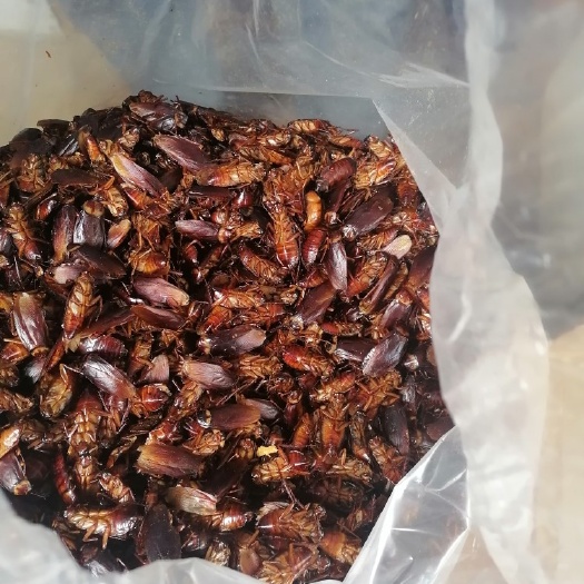 简阳市美洲大蠊