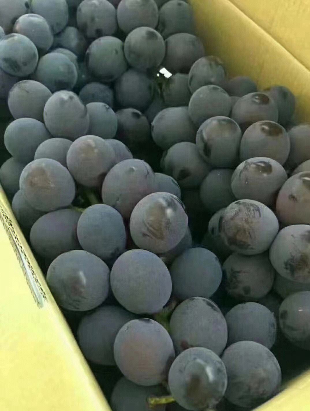 很成熟的老品种  巨峰葡萄苗  大粒口感独特