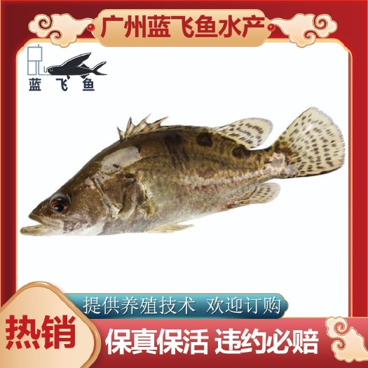 广州【优质精选】桂花鱼苗 鳜鱼苗 桂鱼苗 基地直供