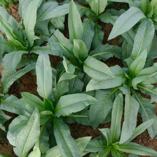 高州市大量出售油麦菜苗