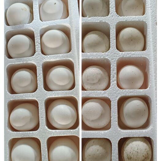 安新县桶装，盒装，雁鹅蛋，各种规格，品种齐全！鲜咸大量有货，长期供